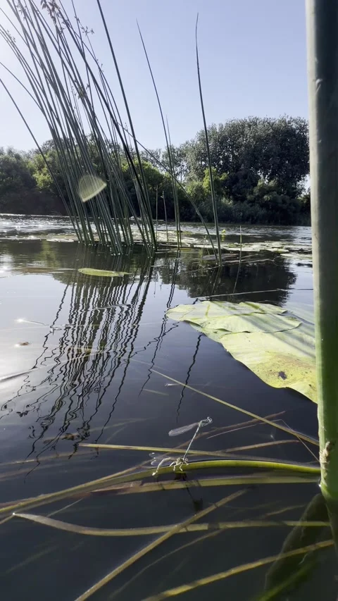 Mating Damselflies in Tandem on Sunlit River Backwater with Water Lilies Stock Footage 341682936