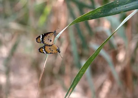 Mating of danaus Stock Photos