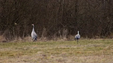 The mating dance of the cranes, 4K slomo Video stock 171324999