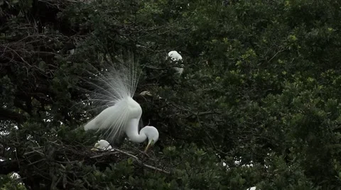 Mating dance Stock Footage 41735568