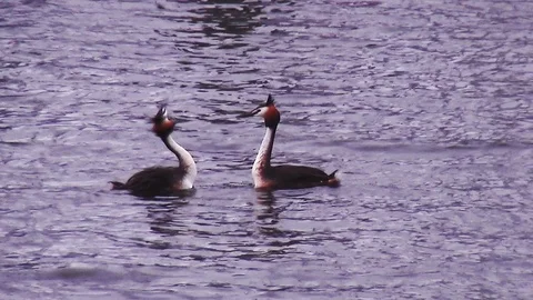 Mating dance of the greben. Stock Footage 118250011
