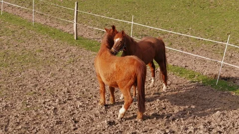 Mating dance, horses nuzzling up in paddock at spring day Stock Footage 108038794