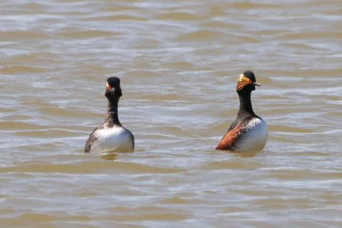 Mating dance of two black-necked grebe or eared grebe (Podiceps nigricollis) Stock Photos