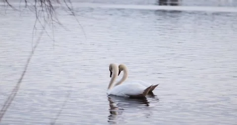 Mating dance of white swans on the Dnieper River. Kyiv. Ukraine. Stock Footage 267481665