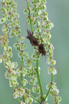 Mating dock bugs, Coreus marginatus on red sorrel, Rumex acetosella Stock Photos