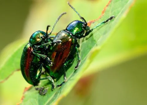 Mating dogbane beetles Stock Photos