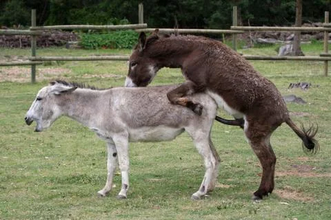 Mating Donkeys Stock Photos