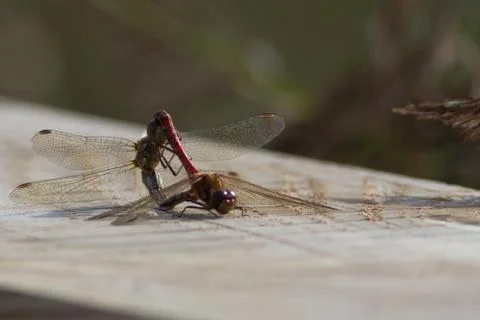 Mating dragonflies 写真素材