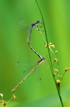 Mating dragonflies Stock Photos