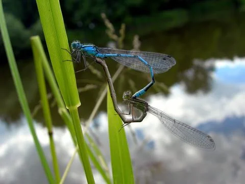 Mating dragonflies Stock Photos