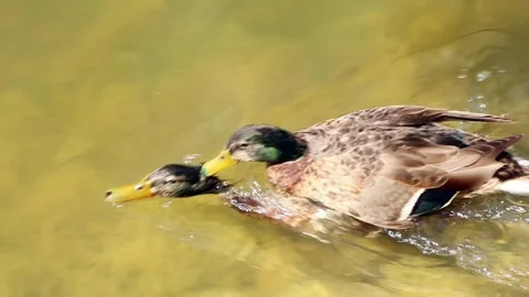 Mating ducks in lake water Stock Footage 321004877