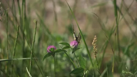 Mating Eastern Tiger Swallowtail Butterflies in Natural Light 스톡 동영상 333596702