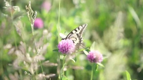 Mating Eastern Tiger Swallowtail Butterflies in Natural Light 库存影片 333596706