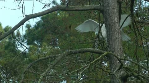 Mating egrets Stock Footage 11115230