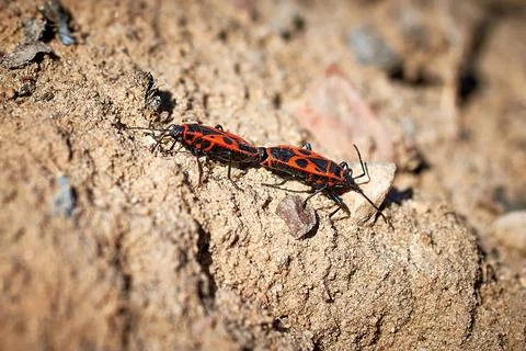 Mating of fire beetles. The first spring insects on the background of the gro Stock Photos