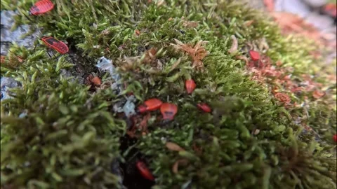 Mating fire bugs crawl across the tree Stock Footage 341696042