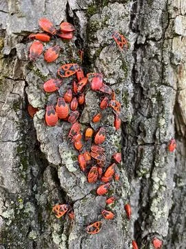 Mating fire bugs crawl across the tree Stock Photos