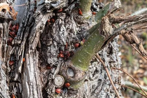 Mating fire bugs crawl across the tree Fotos de archivo