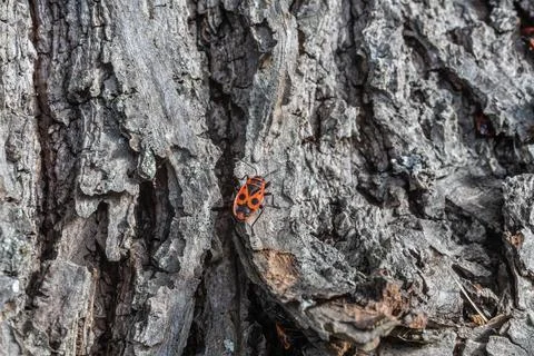 Mating fire bugs crawl across the tree Fotos de archivo