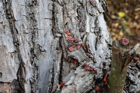 Mating fire bugs crawl across the tree Stock Photos