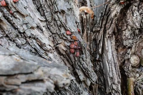 Mating fire bugs crawl across the tree Stock Photos