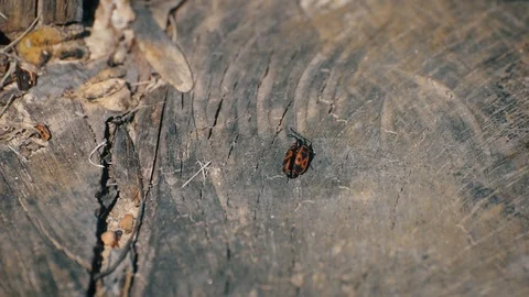Mating Firebugs (Pyrrhocoridae) Stock Footage 88147472