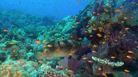 Mating fish, mating fight - underwater shot, Red Sea, Shaab Rumi Stock Footage 67441420