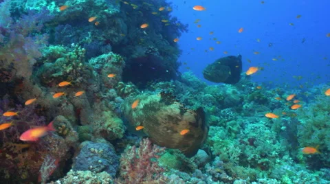 Mating fish, mating fight - underwater s... | Stock Video | Pond5