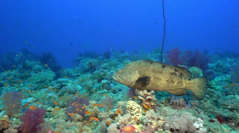 Mating fish, mating fight - underwater s... | Stock Video | Pond5
