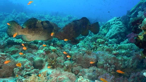 Mating fish, mating fight - underwater s... | Stock Video | Pond5