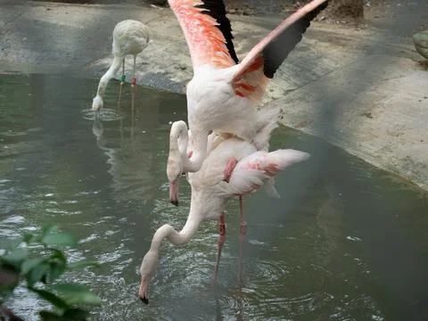 Mating flamingo couples Stock Photos