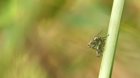 Mating Flies on a brown plant leaf. 4k video Stock Footage 81628281