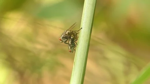 Mating Flies on a brown plant leaf. 4k video Stock Footage 81629800