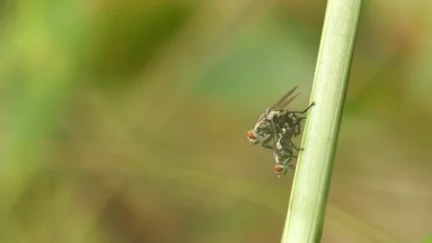 Mating Flies on a brown plant leaf. 4k video Stock Footage 81630706