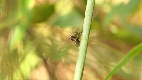 Mating Flies on a brown plant leaf. 4k video Stock Footage 81632220