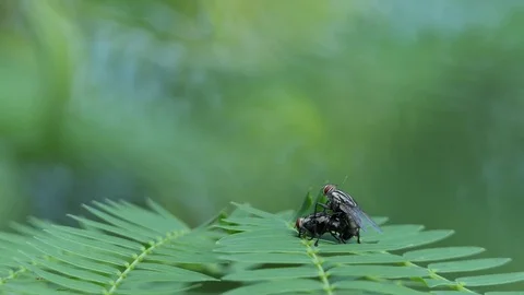 Mating Flies on a brown plant leaf. 4k video 動画素材 82404180