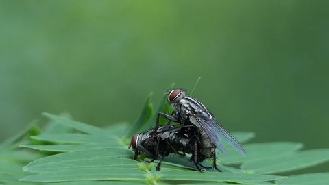 Mating Flies on a brown plant leaf. 4k video 動画素材 82404754
