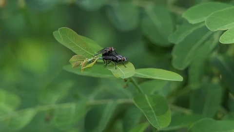 Mating Flies on a brown plant leaf. 4k video Video stock 92410948