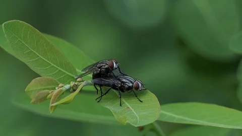 Mating Flies on a brown plant leaf. 4k video Video stock 92411024