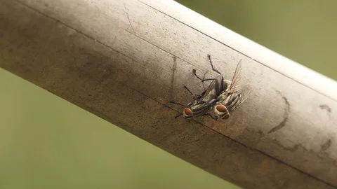 Mating Flies On A Brown Plant Leaf. hd Video Stock Footage 94521546