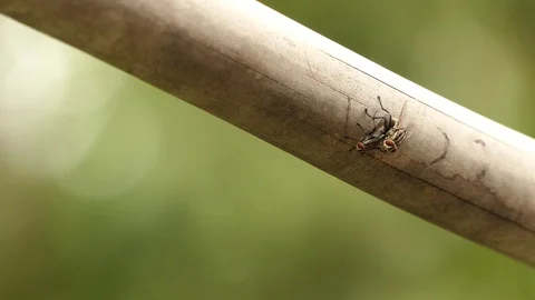 Mating Flies On A Brown Plant Leaf.4k Video 스톡 동영상 94520299