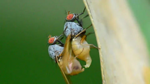 Mating Flies Stock Footage 27199422