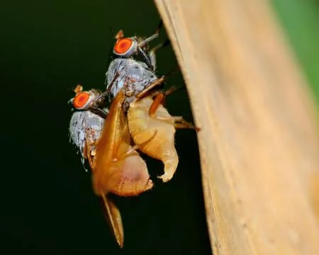 Mating flies Stock Photos