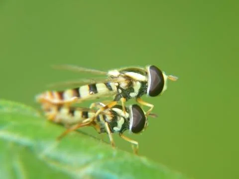 Mating  of flies Stock Photos