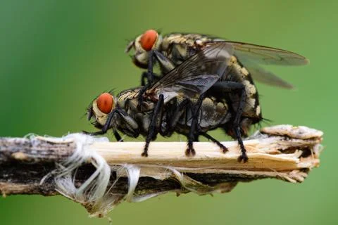 Mating Flies Stock Photos