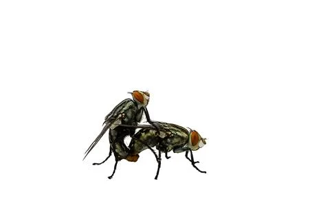 Mating flies Fotos de archivo