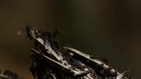 Mating flight of ants Stock Footage 51134833