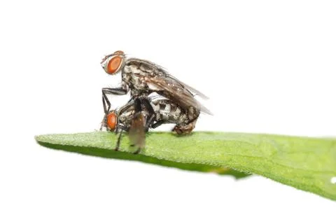 Mating fly insect isolated Stock Photos