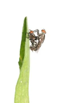 Mating fly insect isolated Stock Photos