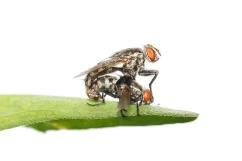 Mating fly insect isolated Stock Photos